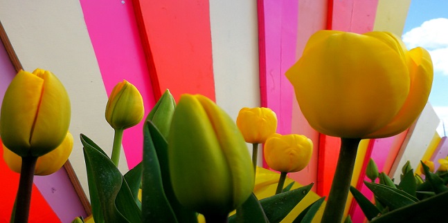 Geheimnisse der Tulpen